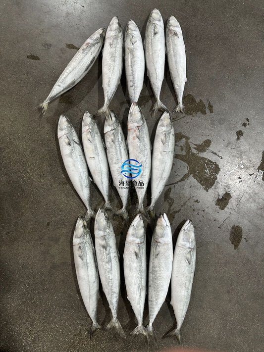 Frozen Pacific Mackerel 500/700g
