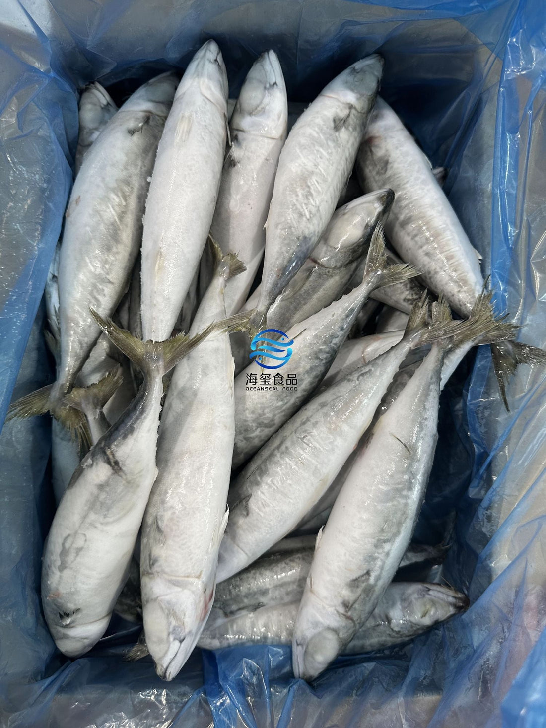 Frozen Pacific Mackerel 200/300g