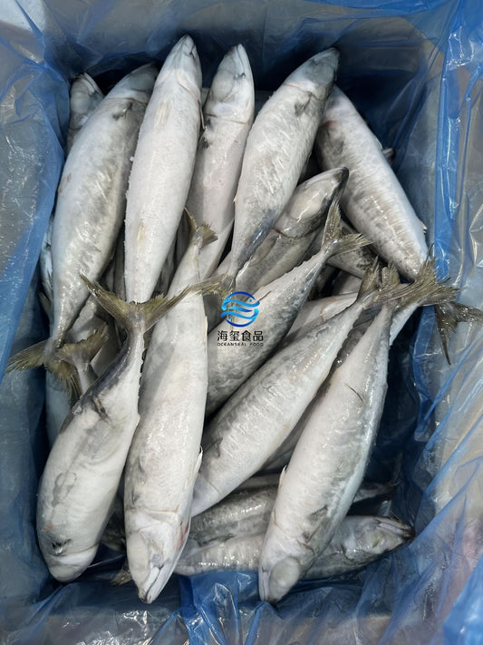 Frozen Pacific Mackerel 200/300g