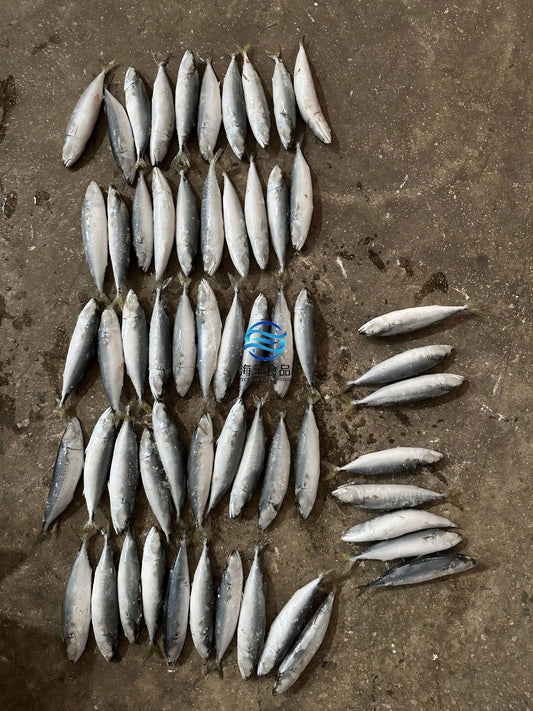 Frozen Pacific Mackerel 50/60
