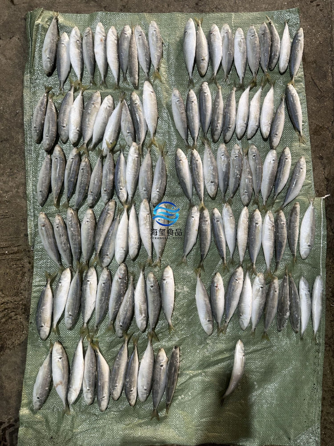 Frozen Round Scad 10/12
