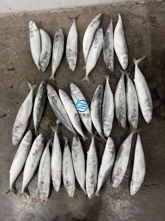 Frozen Pacific Mackerel 20/30