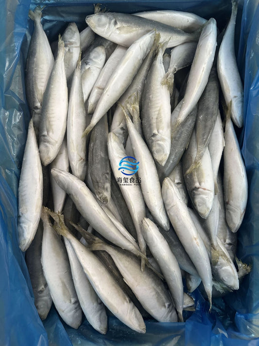 Frozen Round Scad 11/13