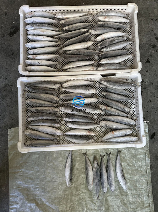 Frozen Layang Scad 60/70