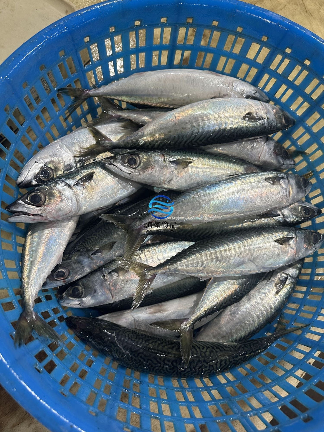 Frozen Pacific Mackerel 280/350g