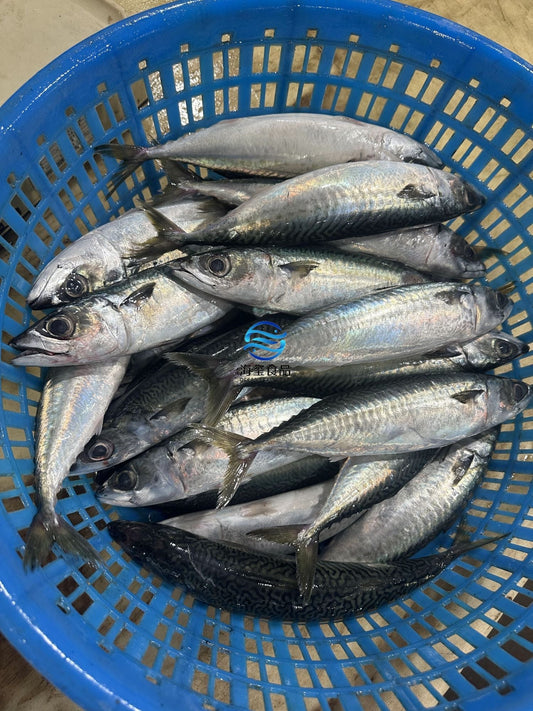Frozen Pacific Mackerel 280/350g
