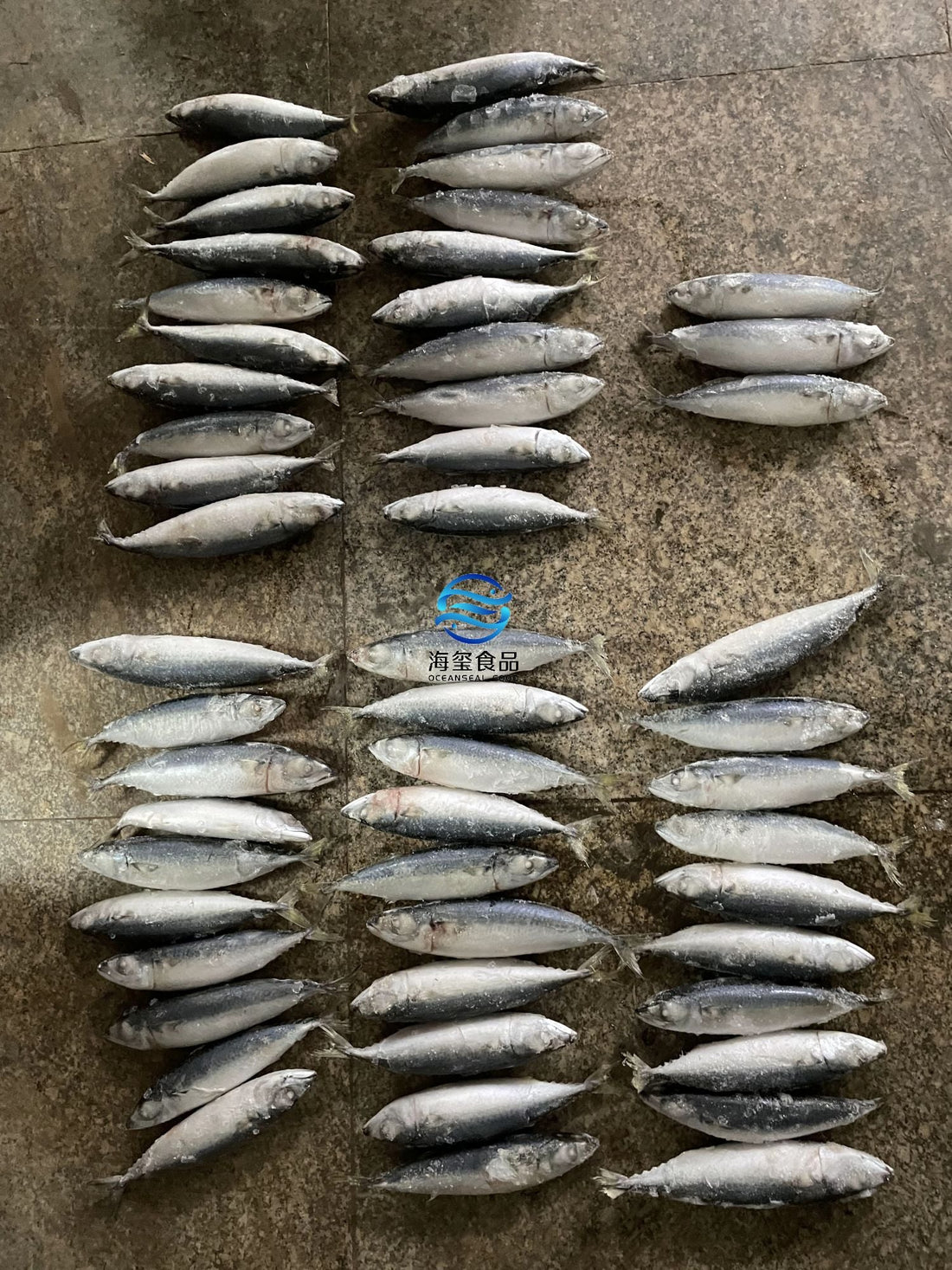 Frozen Pacific Mackerel 50/60
