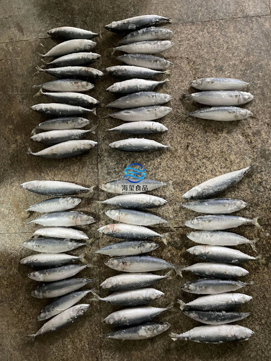 Frozen Pacific Mackerel 50/60