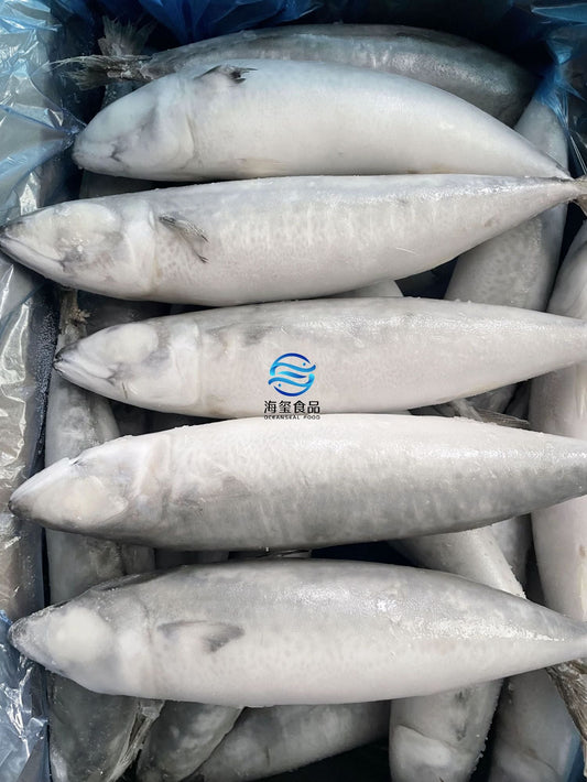 Frozen Pacific Mackerel 20/25