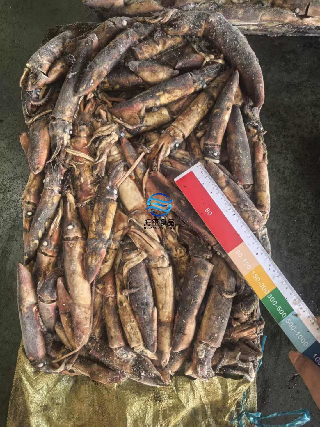 Sea Frozen Black Squid 70/120g