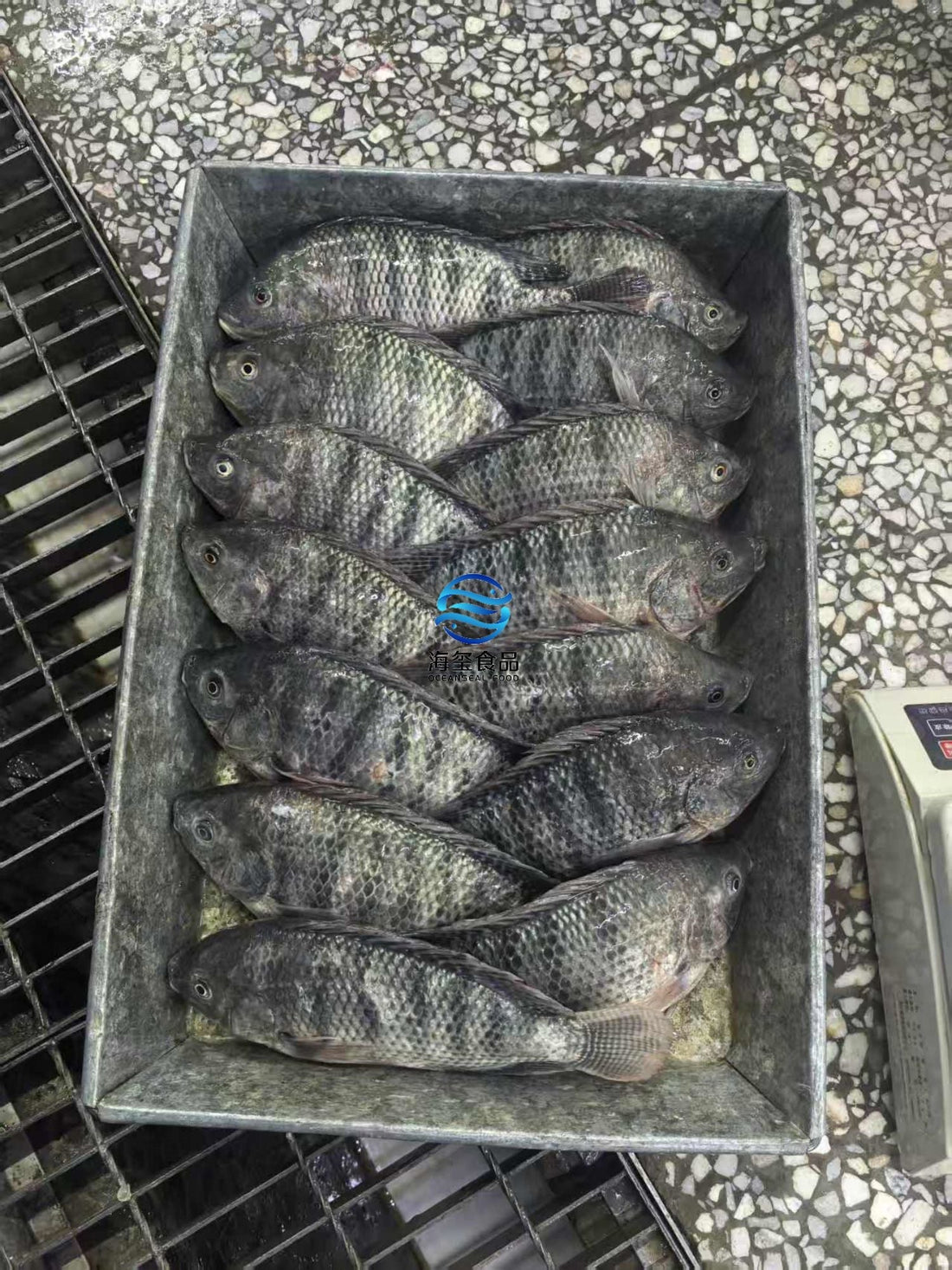 Frozen Black Tilapia 500/800g