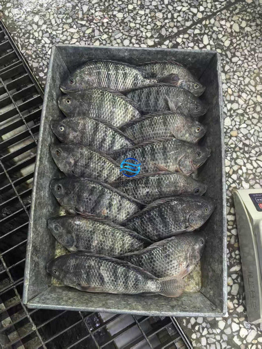 Frozen Black Tilapia 500/800g