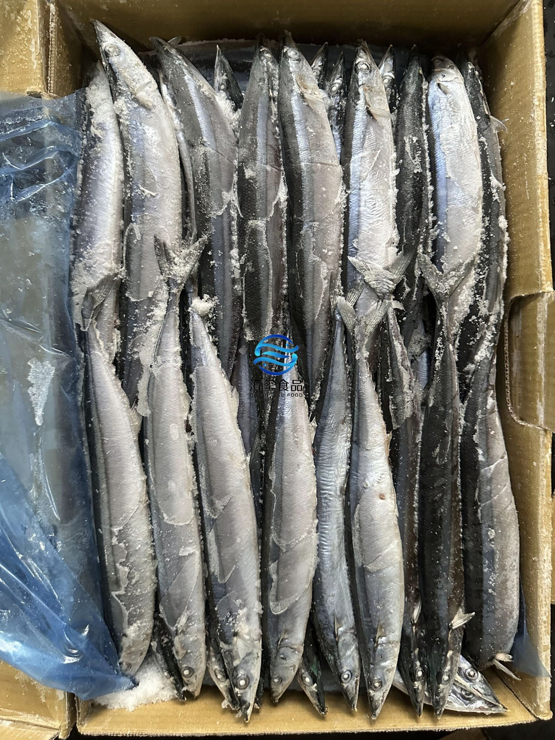 Frozen Saury Size 2
