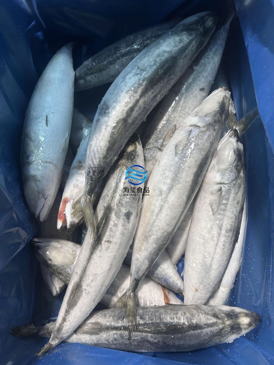 Frozen Pacific Mackerel 400/500G