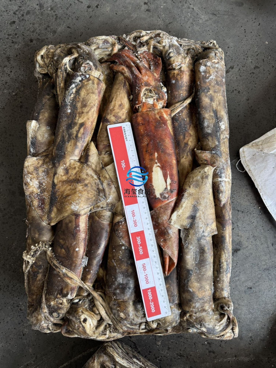 Sea Frozen Giant Squid 500/1000g