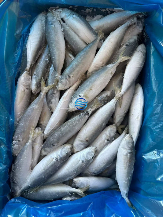 Frozen Round Scad 10/12