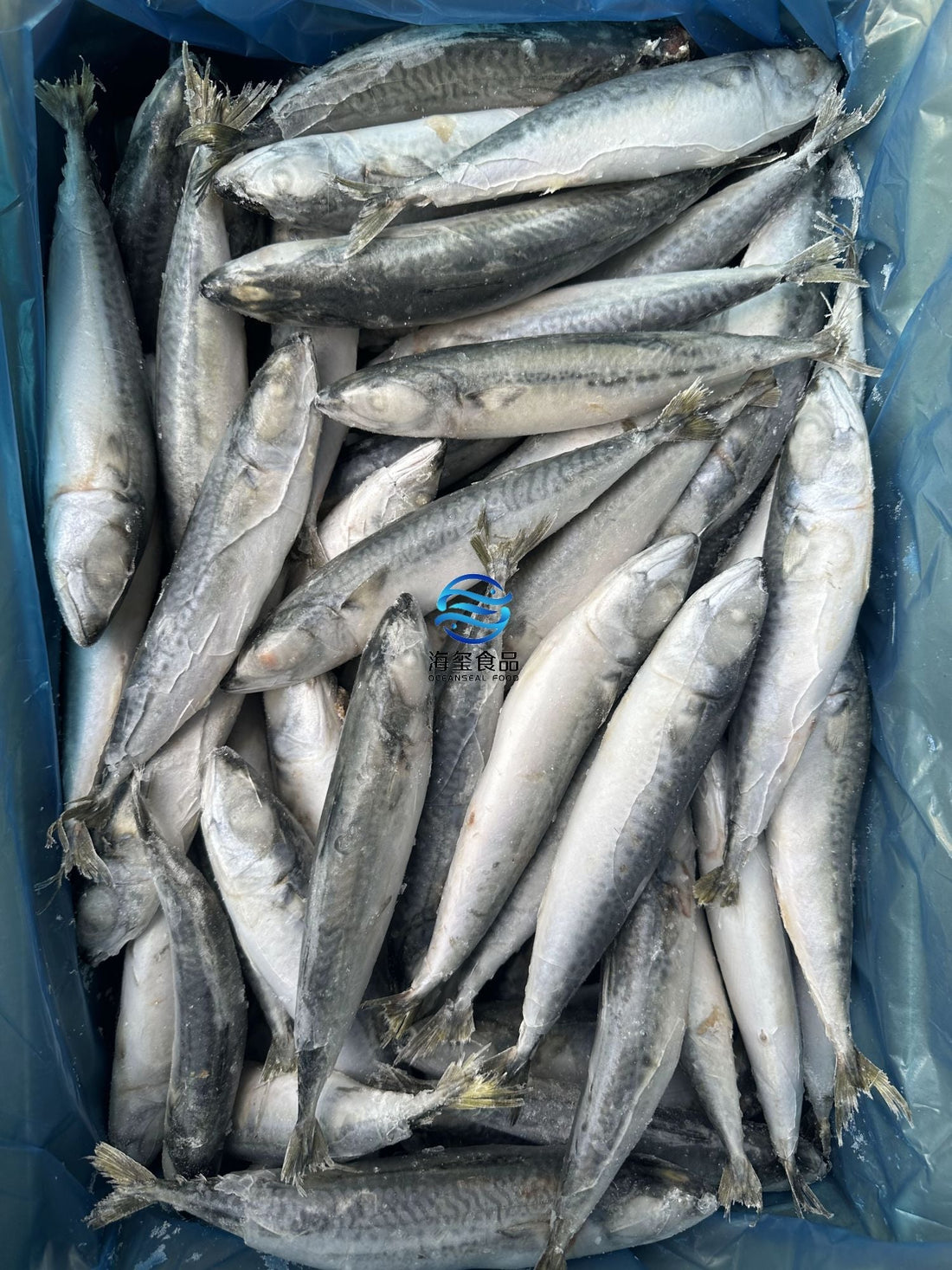Frozen Pacific Mackerel 80/100