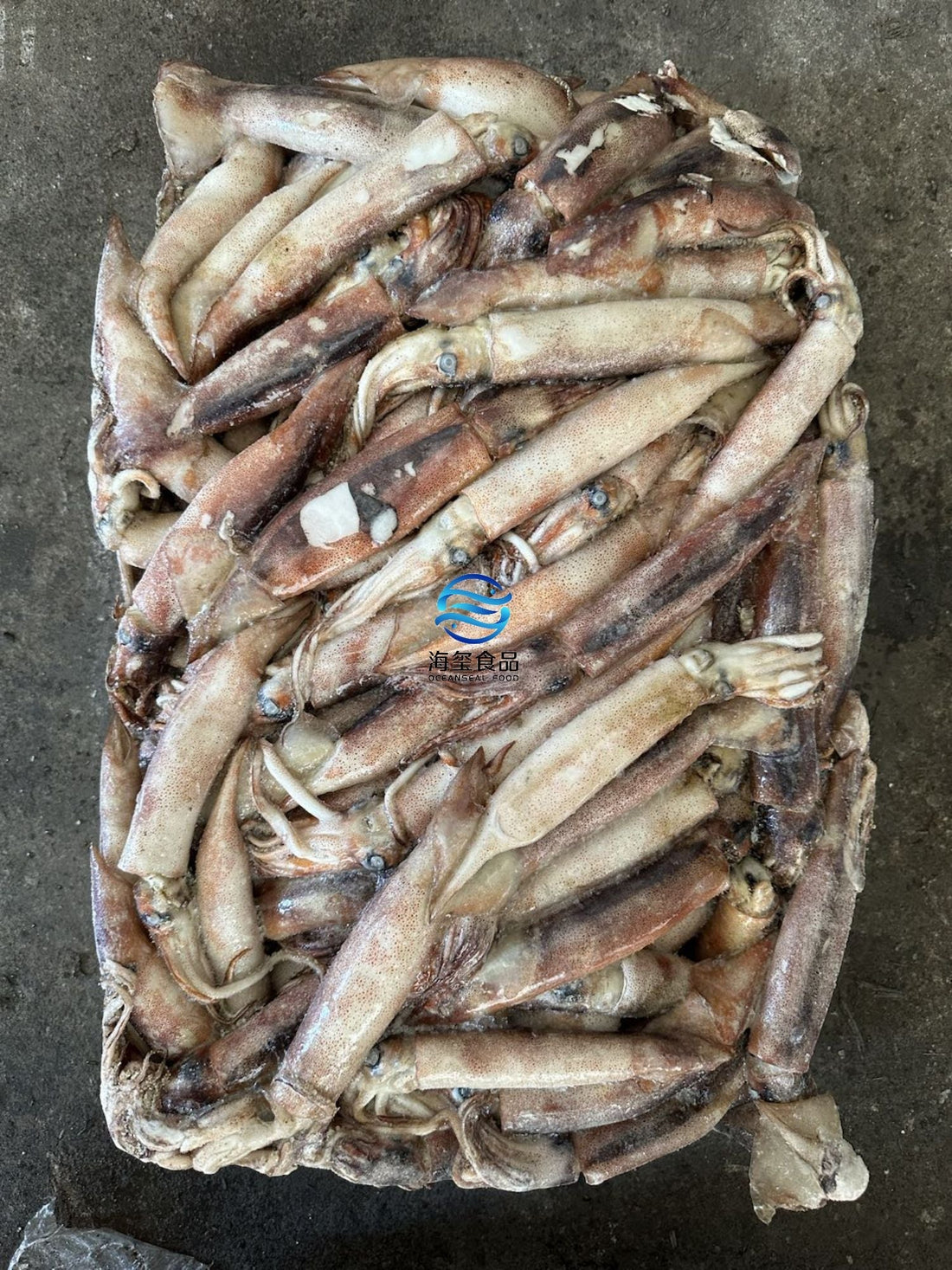 Frozen Squid Whole (Todarodes Pacificus)