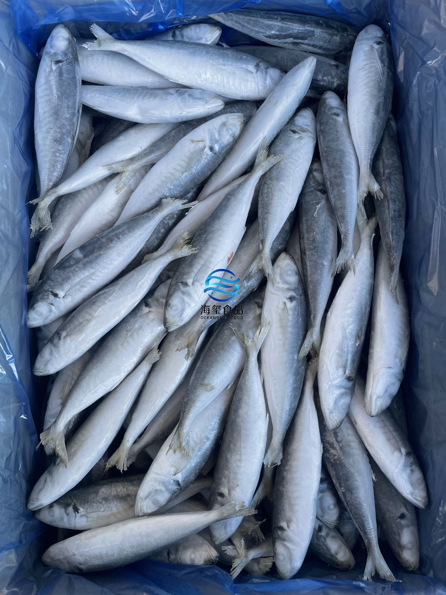 Frozen Round Scad 12/14 – OCEANSEAL FOOD