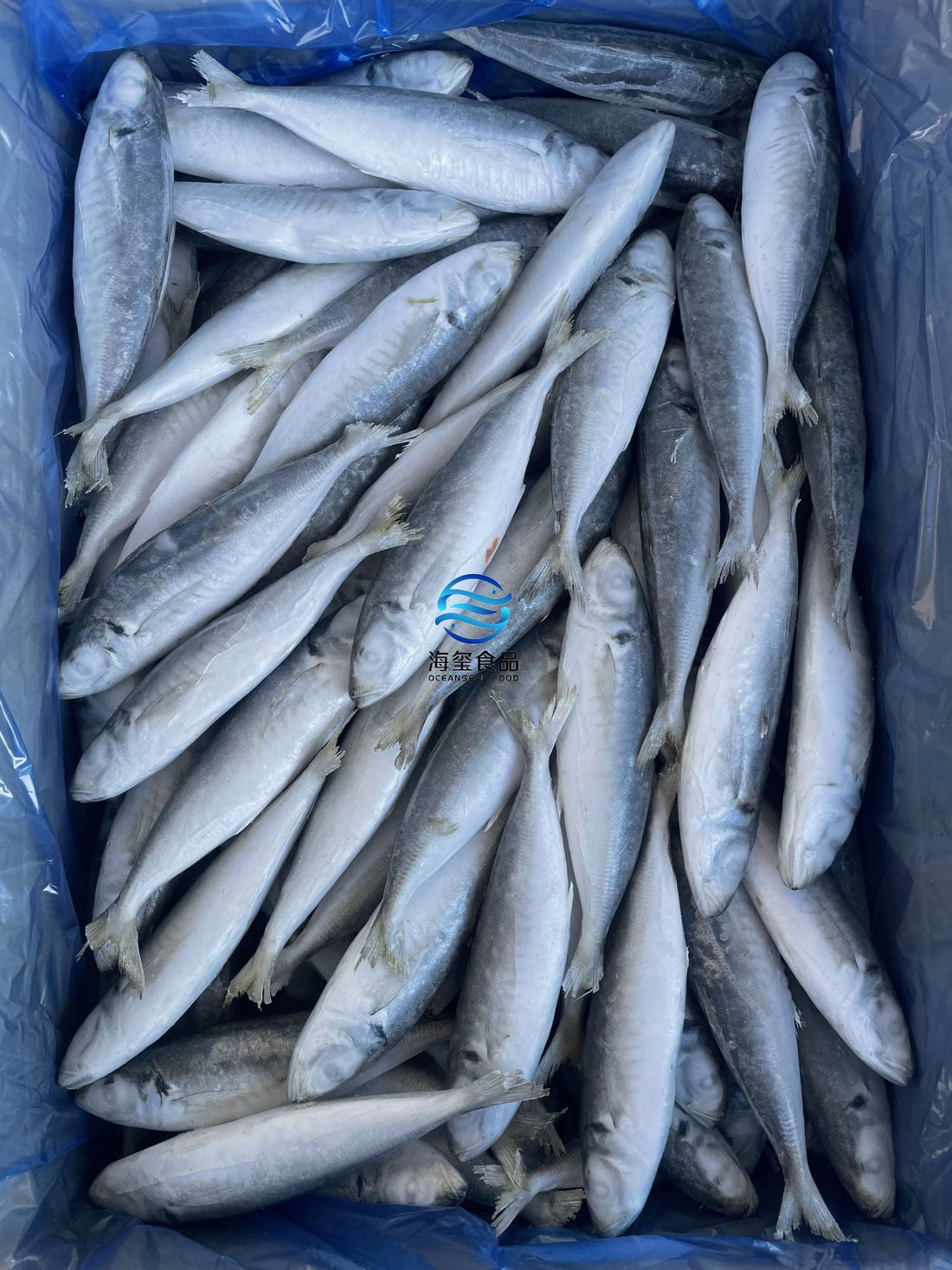 Frozen Round Scad 12/14