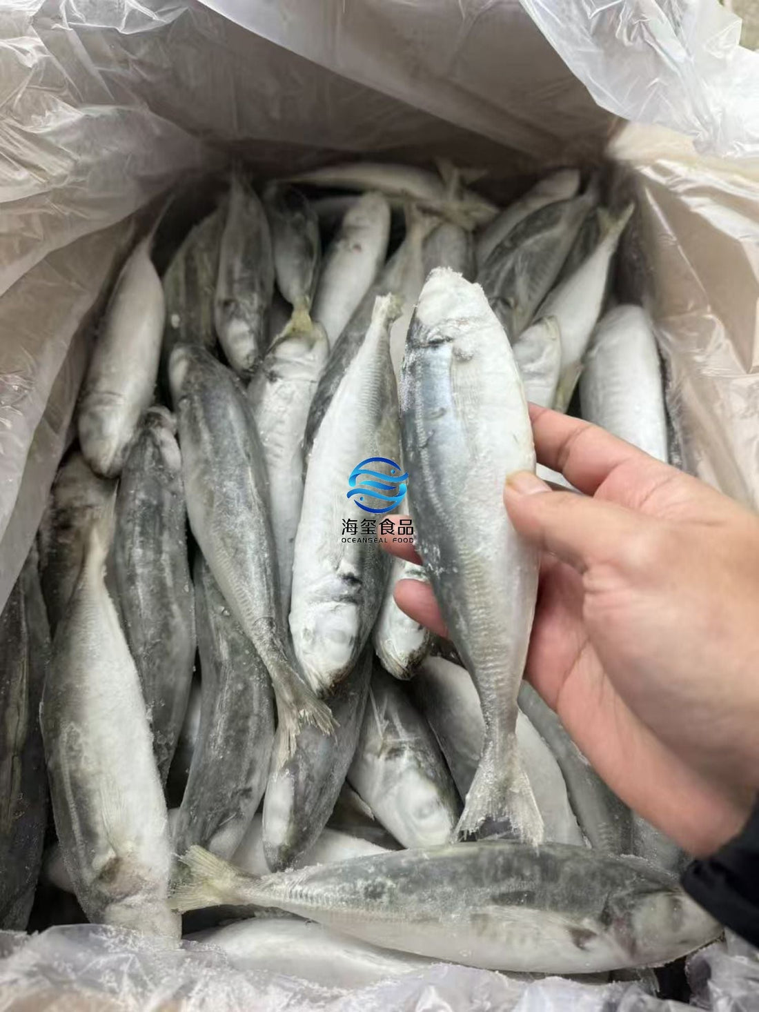 Frozen Round Scad 80/100