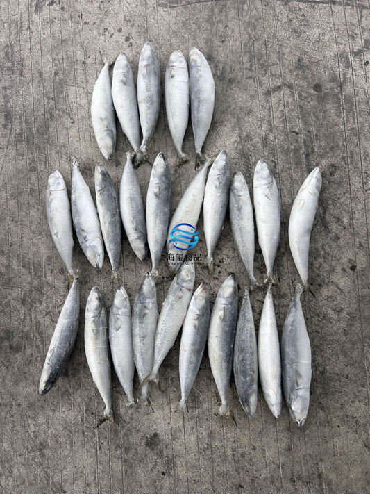 Frozen Pacific Mackerel 20/25