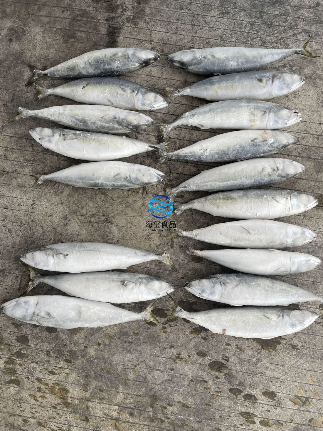 Frozen Pacific Mackerel 18/20