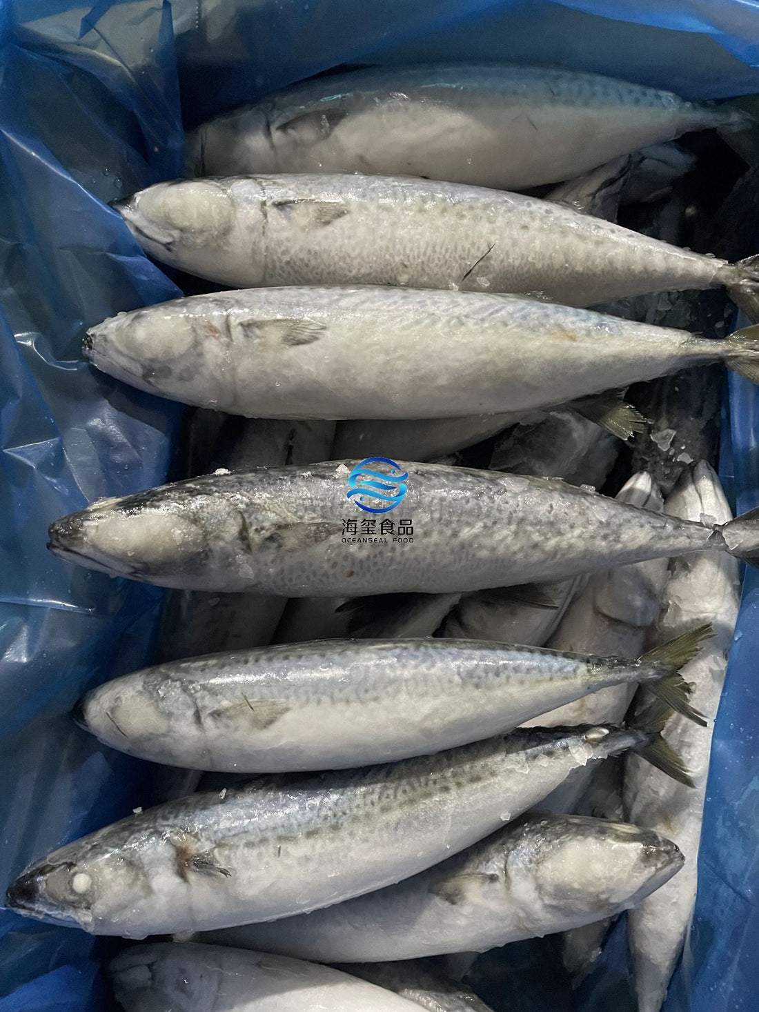 Frozen Pacific Mackerel 28/30