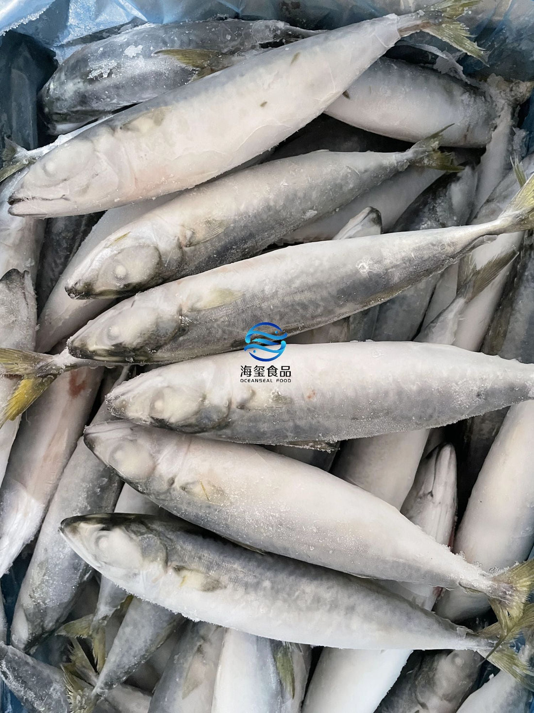 Frozen Pacific Mackerel 60/80 3A
