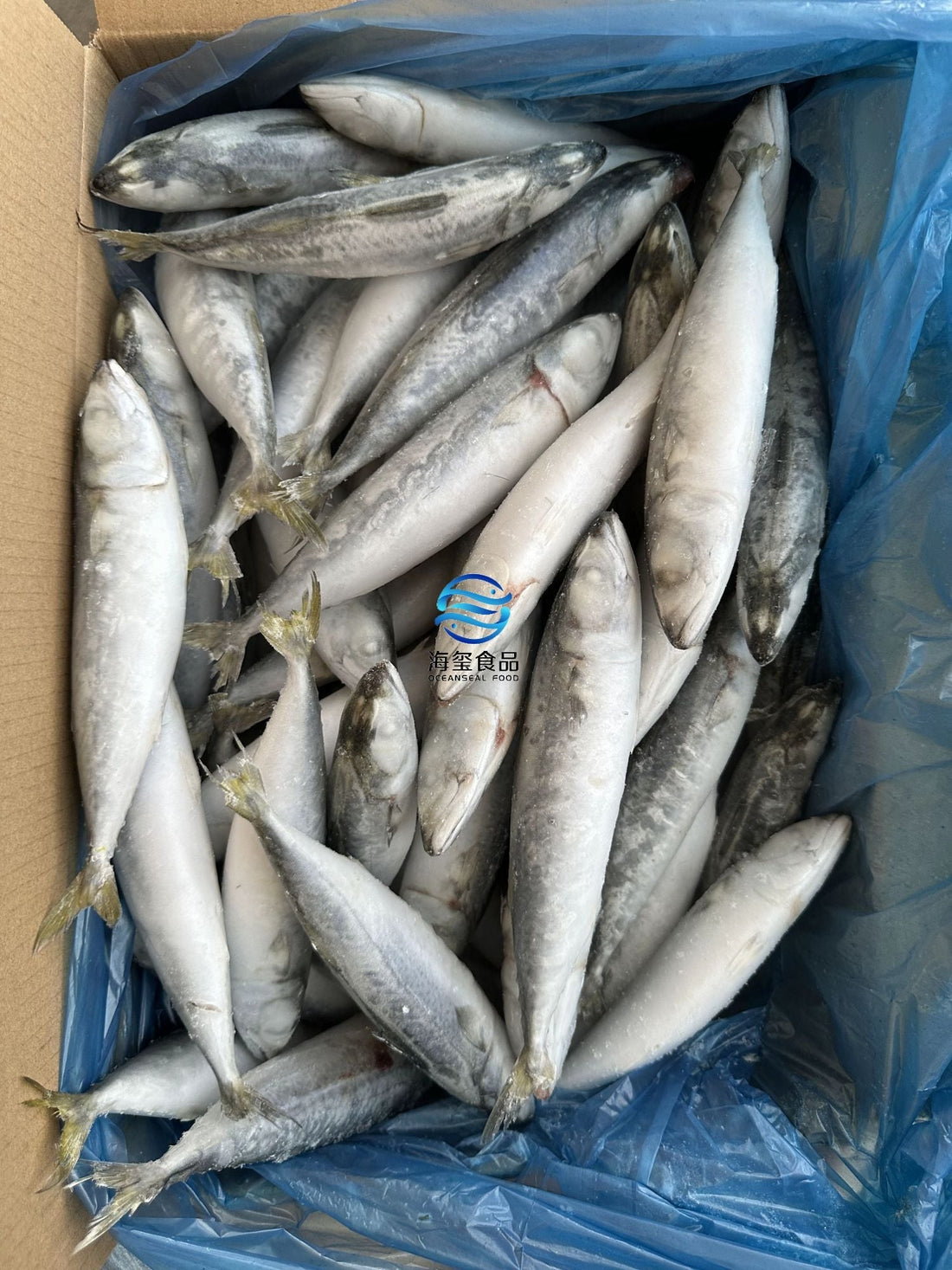 Frozen Pacific Mackerel 50/60