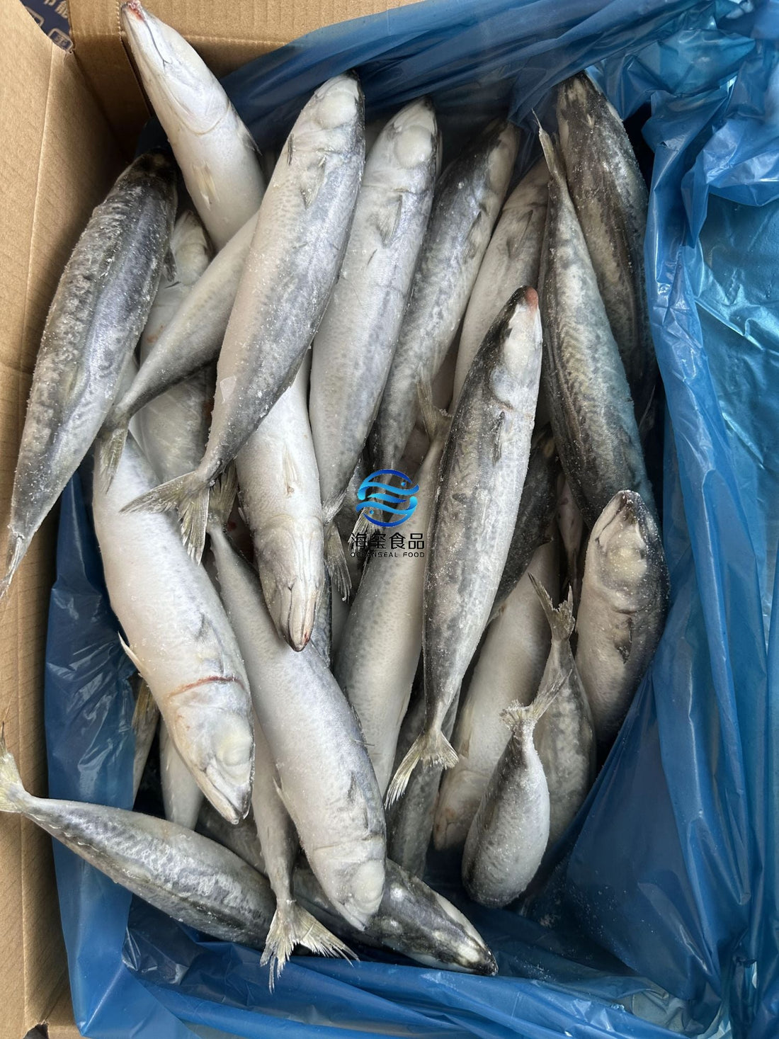 Frozen Pacific Mackerel 40/50