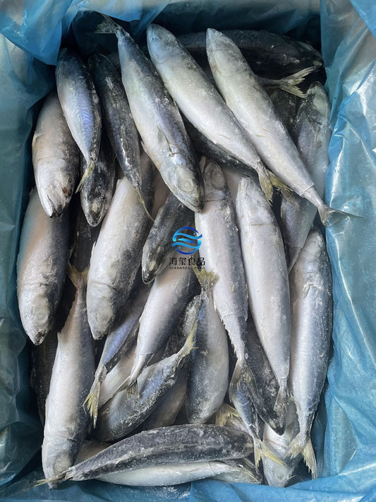 Frozen Pacific Mackerel 60/80