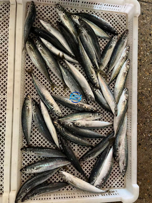 Frozen Layang Scad 80/100