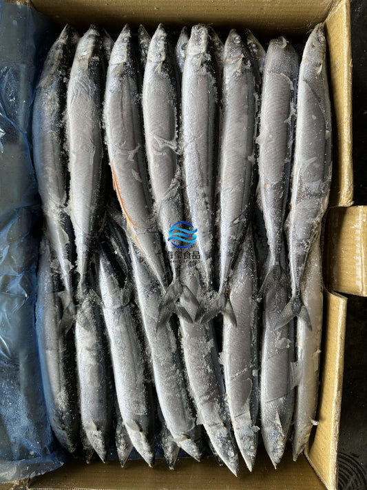 Sea Frozen Saury Size 1