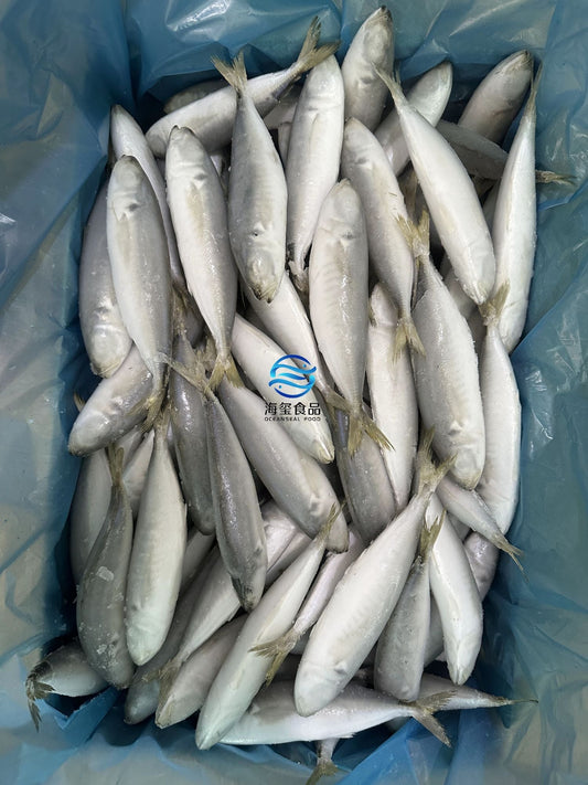 Frozen Round Scad 12/14