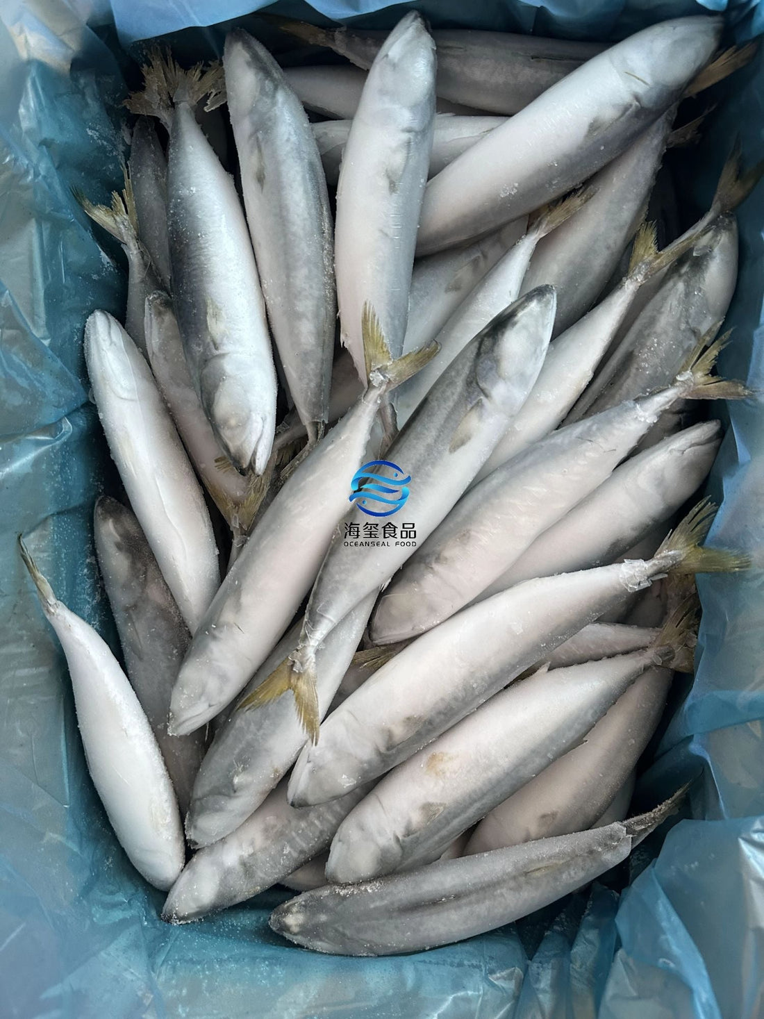 Frozen Pacific Mackerel 70/80
