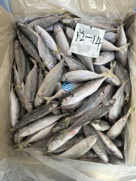 Frozen Round Scad 12/14