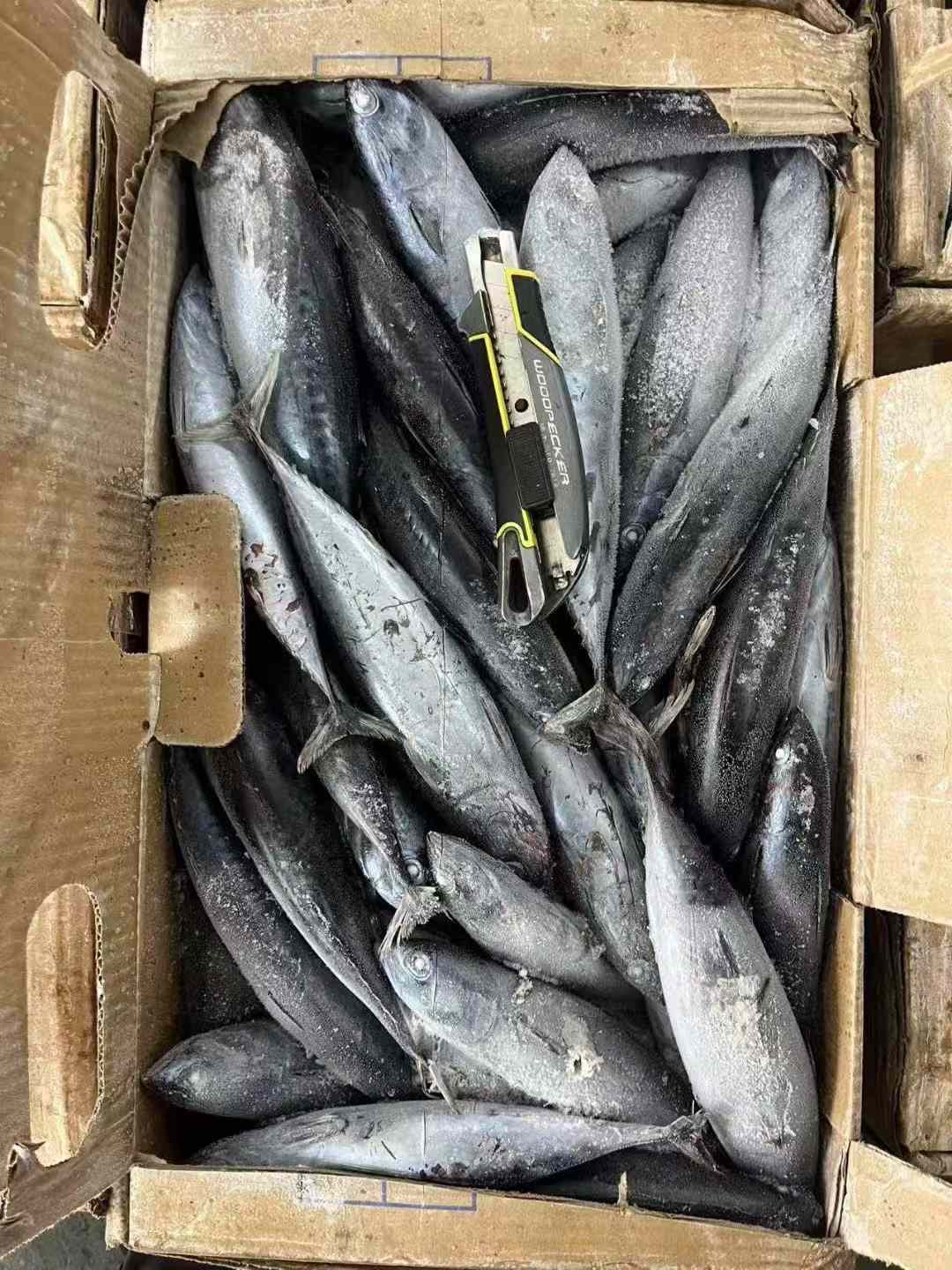 Frozen Bonito 100/300g