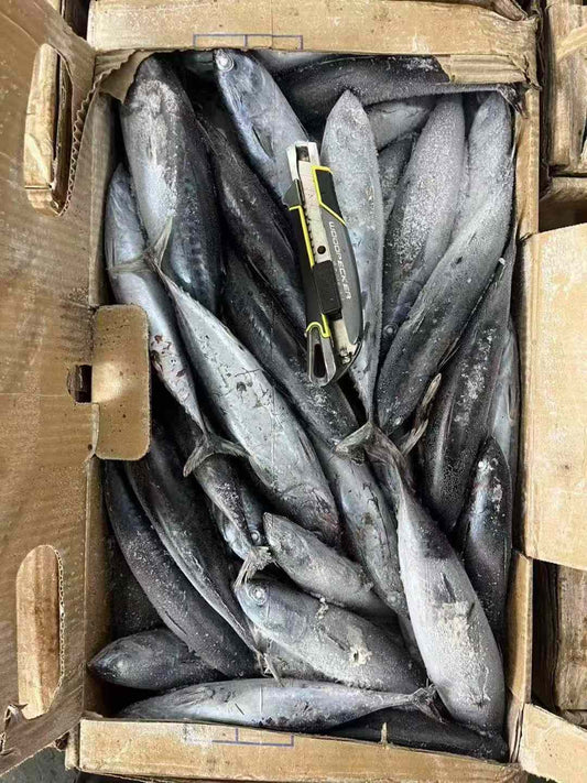 Frozen Bonito 100/300g