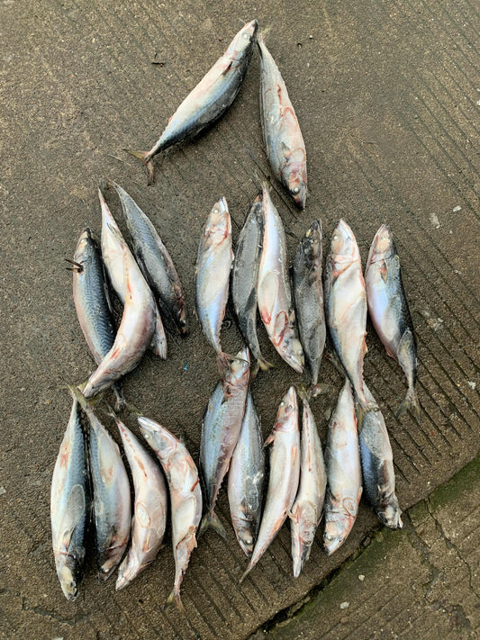 Frozen Pacific Mackerel 20/25