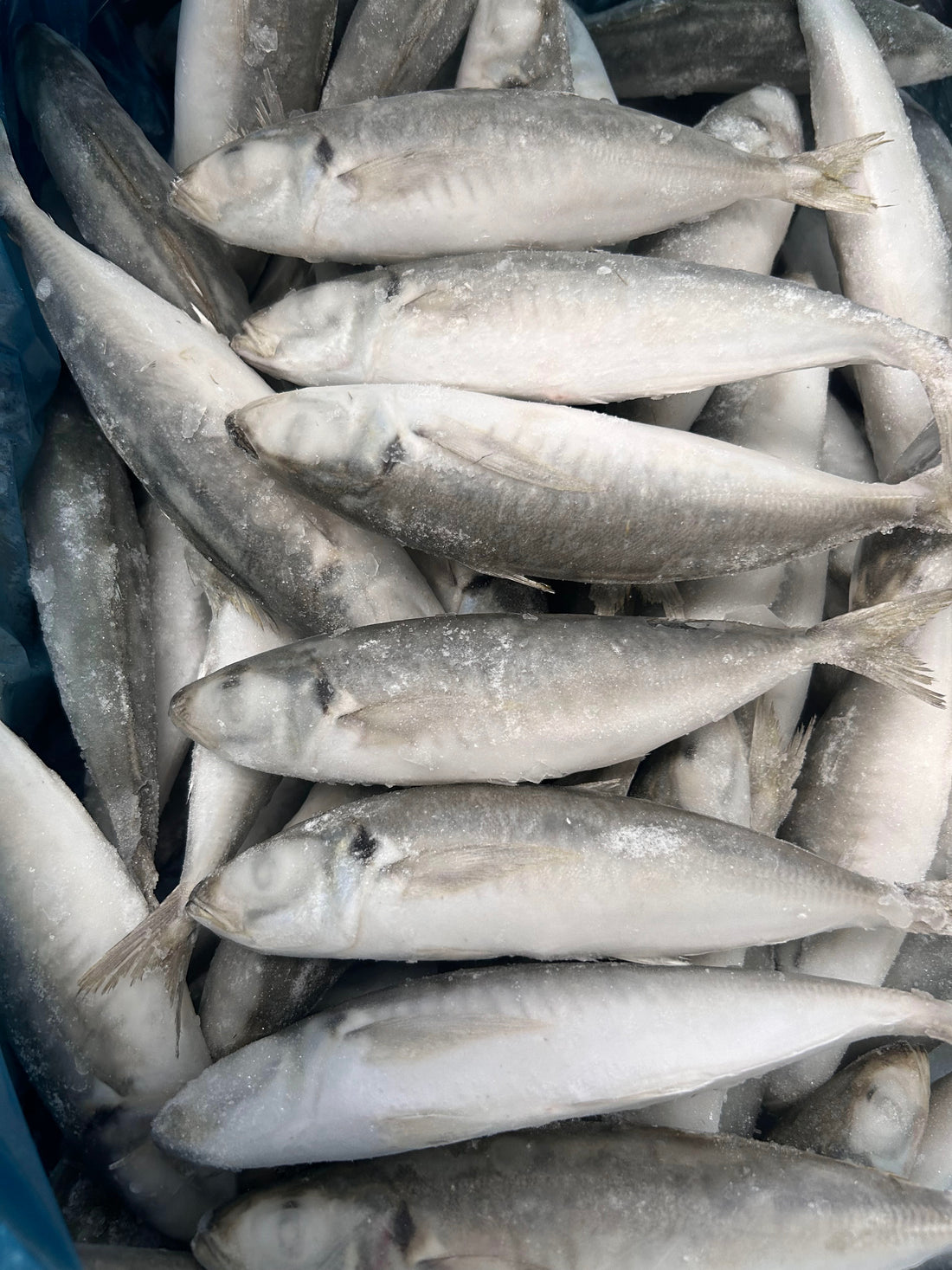 Frozen Round Scad 100/120