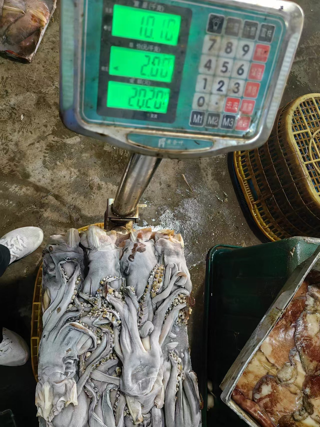 Frozen Indian Squid Head 500+g