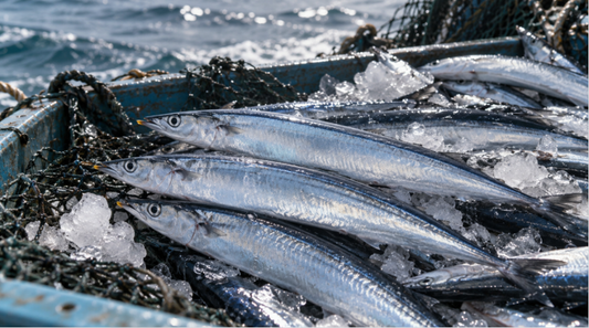 2026 Pacific Saury Season: Low Catch, Small Fish, Price Pressure