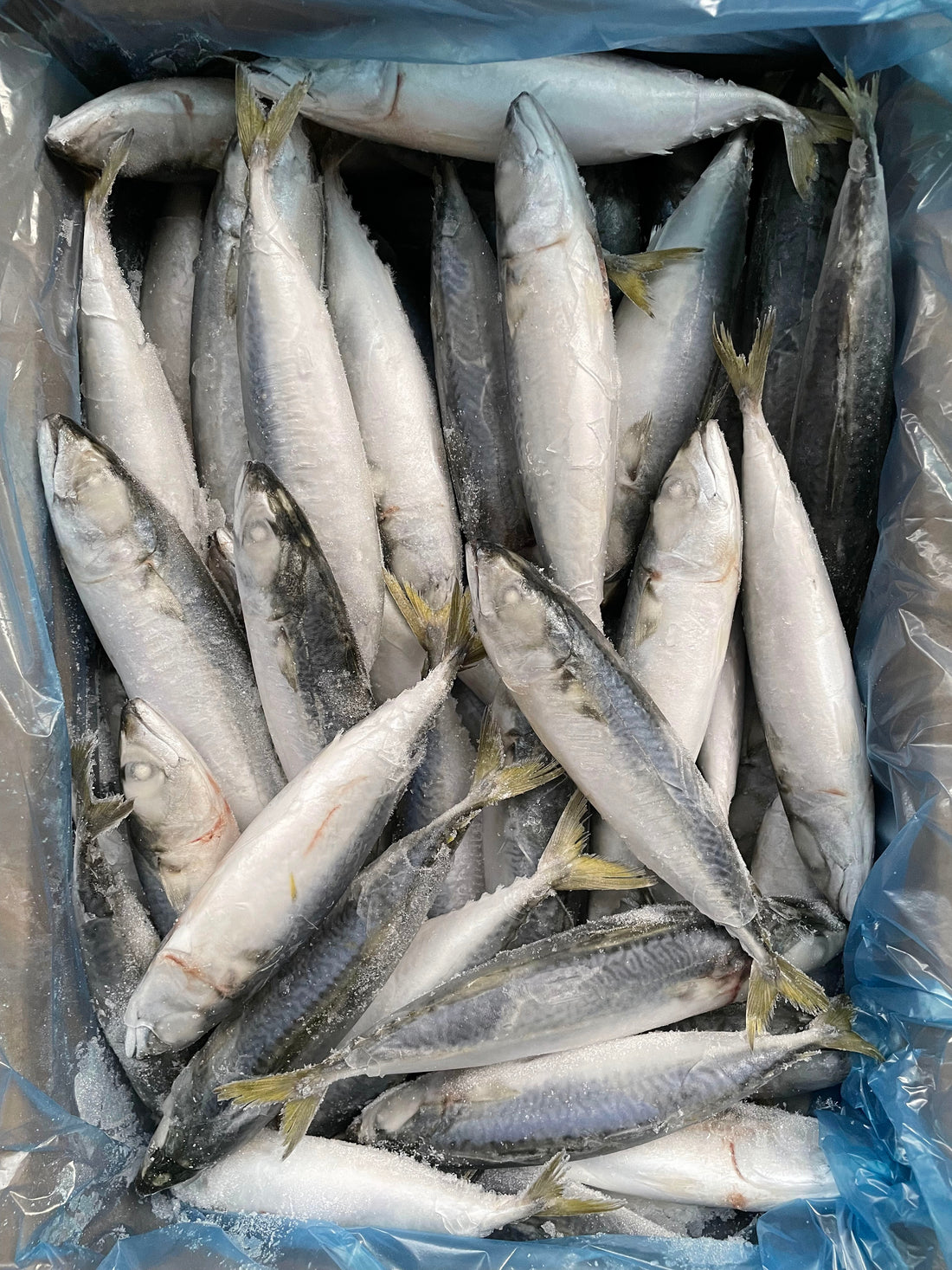 Frozen Pacific Mackerel 50/70