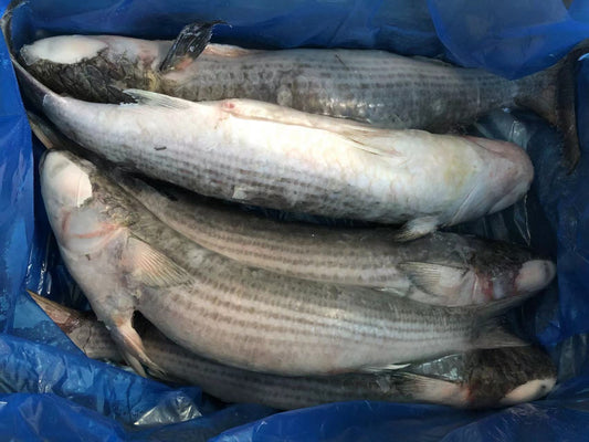Frozen Grey Mullet Gutted 5