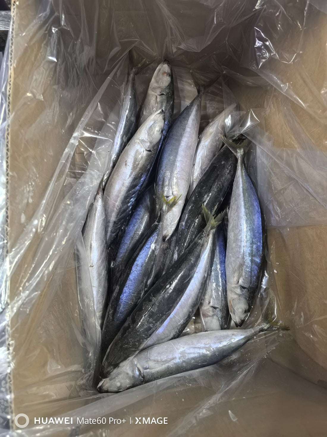 Frozen Layang Scad 20/40