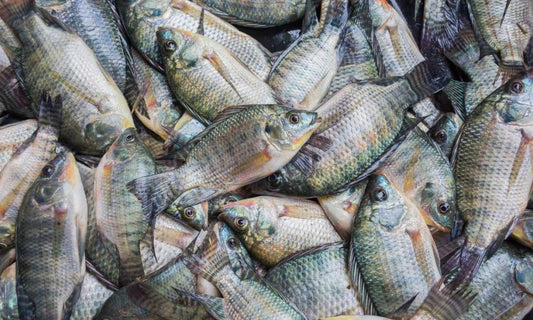 Frozen Black Tilapia Whole