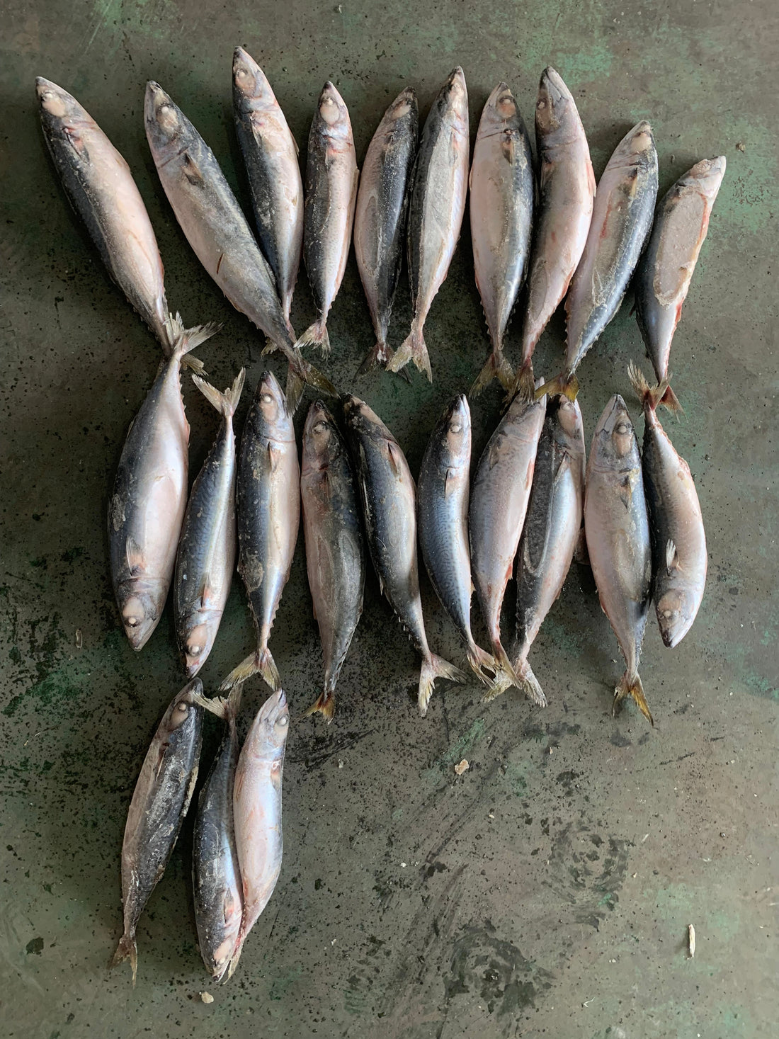 Sea Frozen Pacific Mackerel 21/25