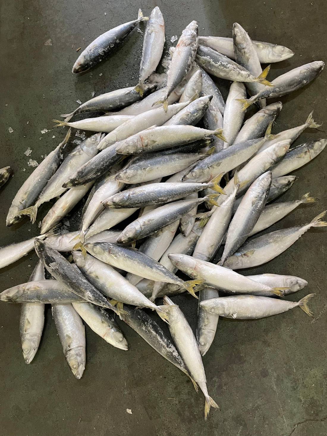 Frozen Pacific Mackerel 60/70