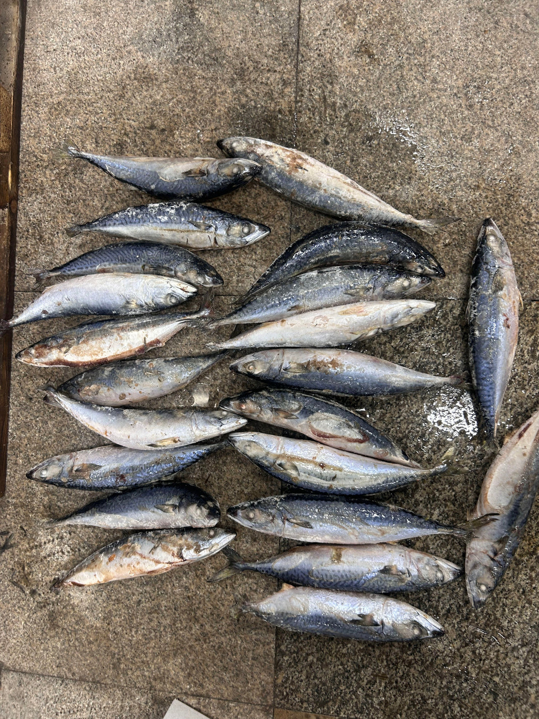Sea Frozen Repack Pacific Mackerel 400/600g